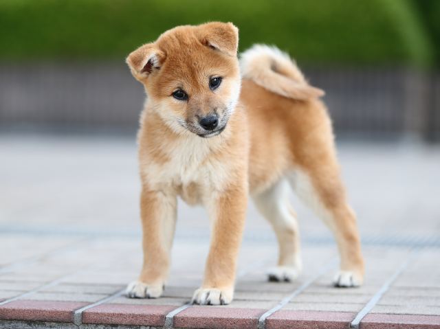 AI5I6116-puppy AI5I6116-puppy