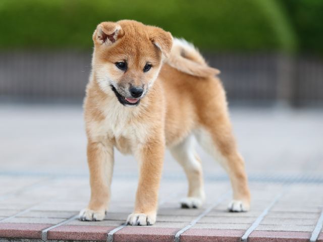 AI5I6131-puppy AI5I6131-puppy
