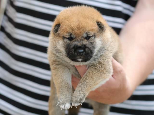 AI5I6409-puppy AI5I6409-puppy