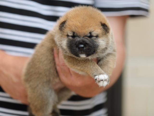 AI5I6435-puppy AI5I6435-puppy