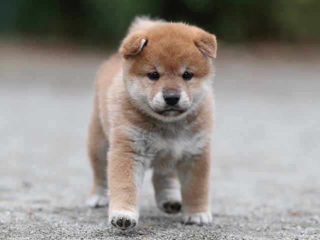 AI5I6498-puppy AI5I6498-puppy