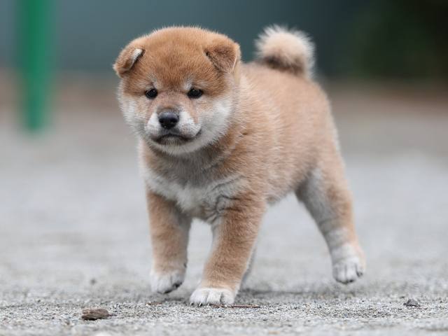AI5I6543-puppy AI5I6543-puppy