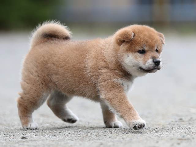 AI5I6569-puppy AI5I6569-puppy