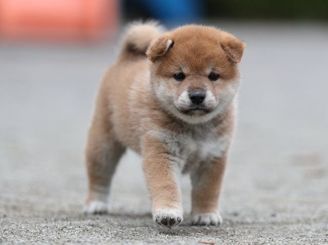AI5I6620-puppy AI5I6620-puppy