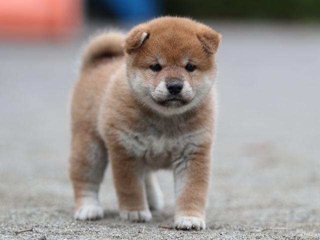 AI5I6624-puppy AI5I6624-puppy