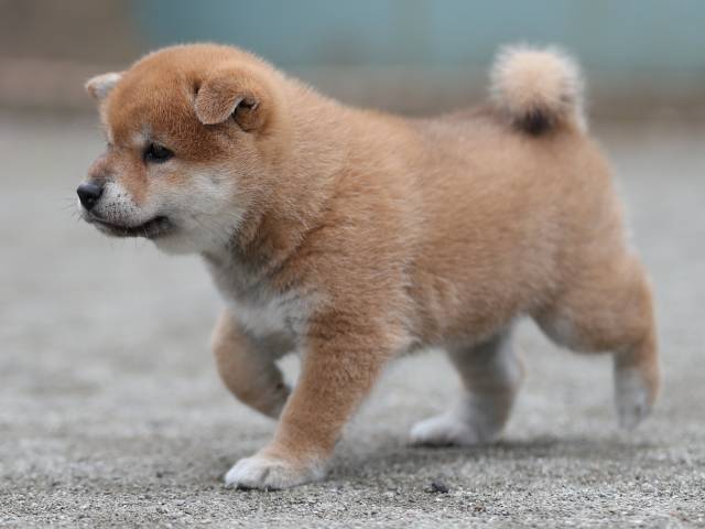 AI5I6680-puppy AI5I6680-puppy