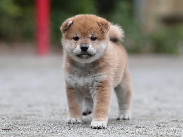 AI5I6706-puppy AI5I6706-puppy