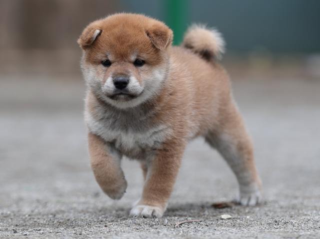 AI5I6722-puppy AI5I6722-puppy