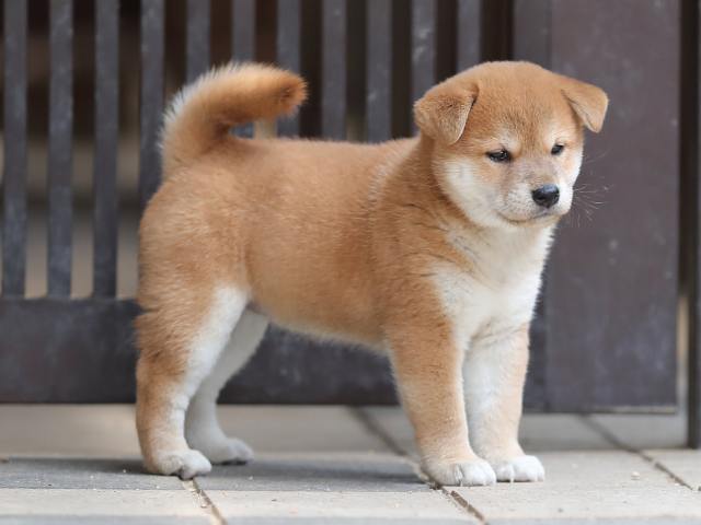 AI5I7534-puppy AI5I7534-puppy