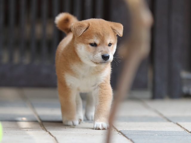 AI5I7594-puppy AI5I7594-puppy
