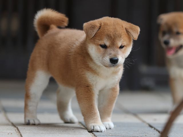 AI5I7644-puppy AI5I7644-puppy