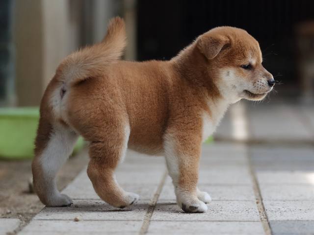 AI5I7719-puppy AI5I7719-puppy