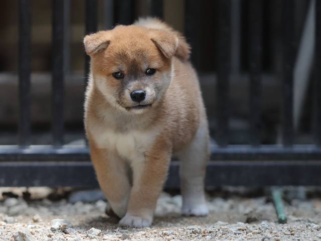 AI5I7750-puppy AI5I7750-puppy