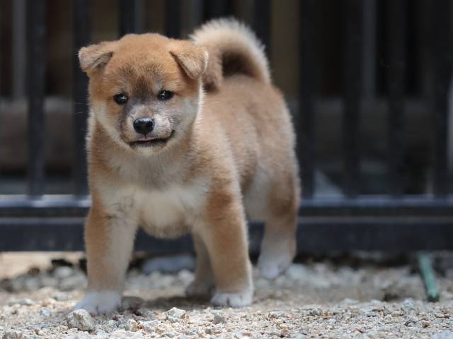 AI5I7753-puppy AI5I7753-puppy
