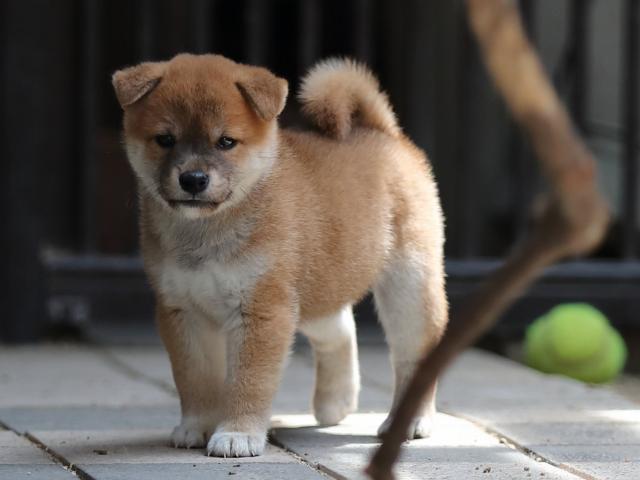 AI5I7760-puppy AI5I7760-puppy