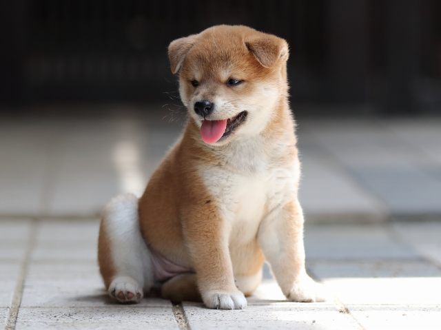 AI5I7795-puppy AI5I7795-puppy