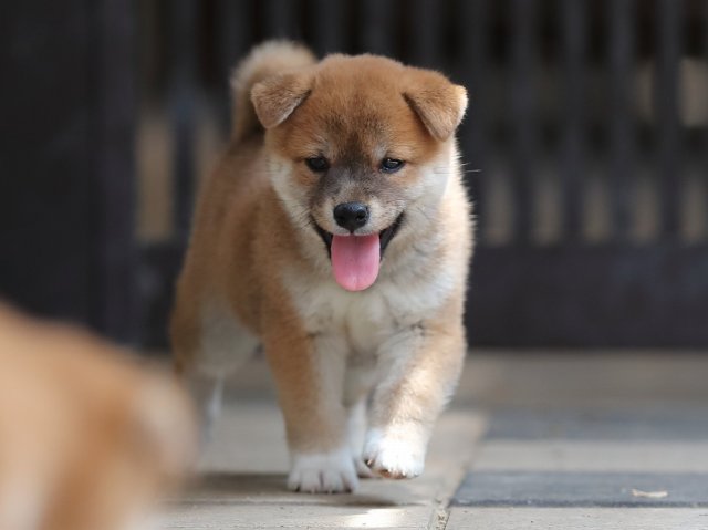 AI5I7825-puppy AI5I7825-puppy