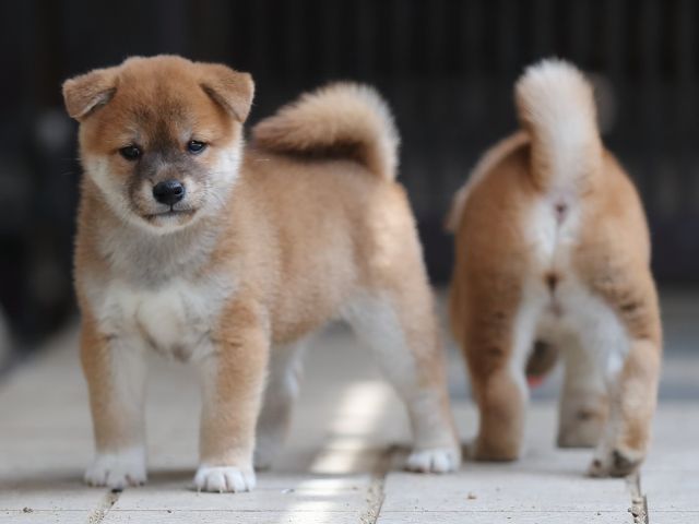 AI5I7842-puppy AI5I7842-puppy