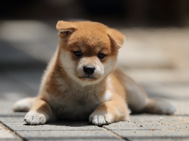 AI5I7877-puppy AI5I7877-puppy