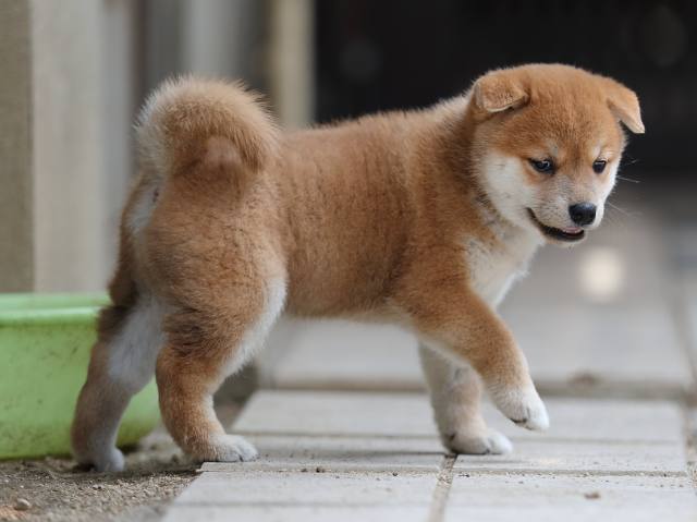 AI5I7896-puppy AI5I7896-puppy