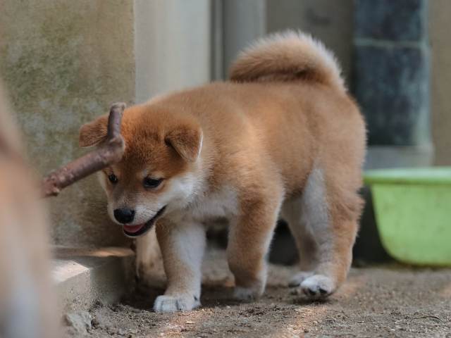 AI5I7966-puppy AI5I7966-puppy