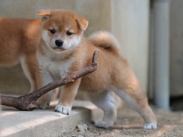 AI5I7971-puppy AI5I7971-puppy