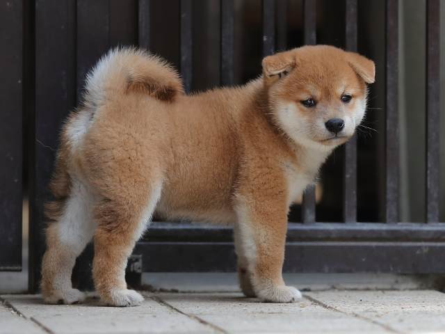 AI5I7997-puppy AI5I7997-puppy
