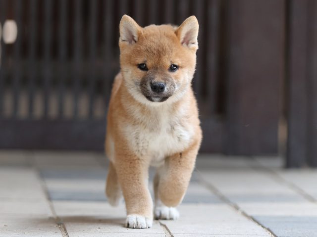AI5I8007-puppy AI5I8007-puppy