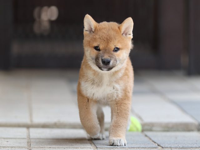 AI5I8018-puppy AI5I8018-puppy