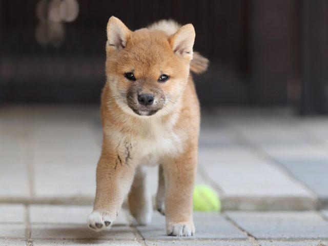 AI5I8019-puppy AI5I8019-puppy