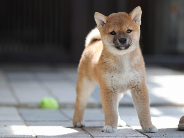 AI5I8029-puppy AI5I8029-puppy