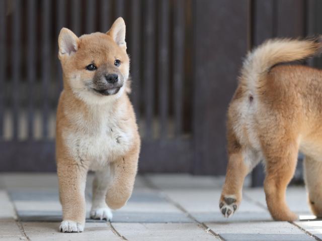 AI5I8043-puppy AI5I8043-puppy