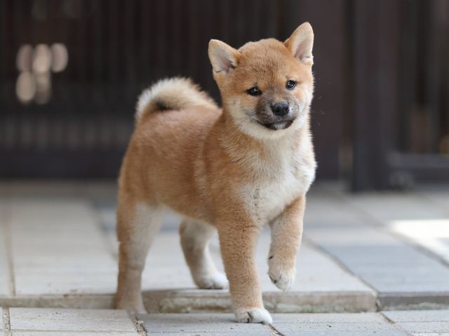 AI5I8064-puppy AI5I8064-puppy