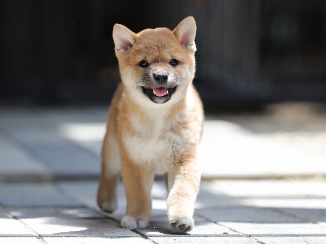 AI5I8069-puppy AI5I8069-puppy