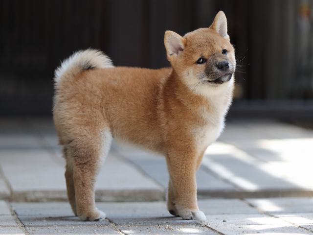 AI5I8081-puppy AI5I8081-puppy