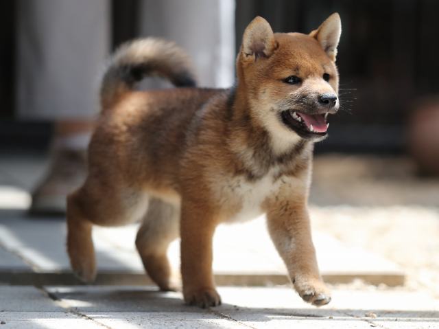 AI5I8125-puppy