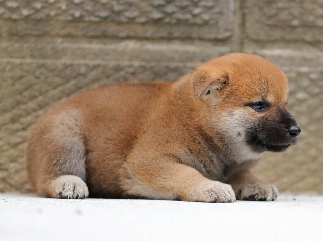 AI5I8401-puppy AI5I8401-puppy