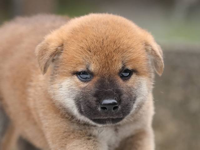 AI5I8416-puppy AI5I8416-puppy