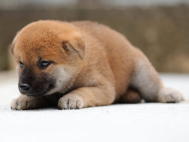 AI5I8448-puppy AI5I8448-puppy