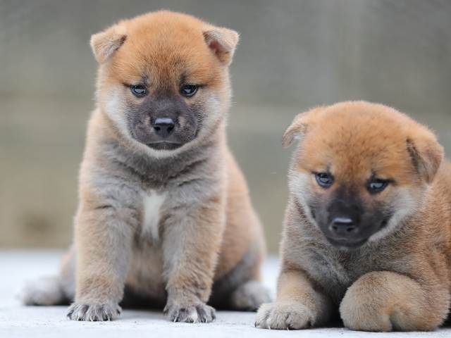 AI5I8542-puppy AI5I8542-puppy
