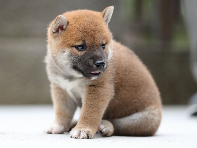 AI5I8562-puppy AI5I8562-puppy