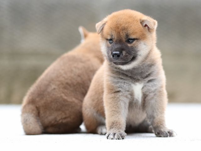AI5I8598-puppy AI5I8598-puppy