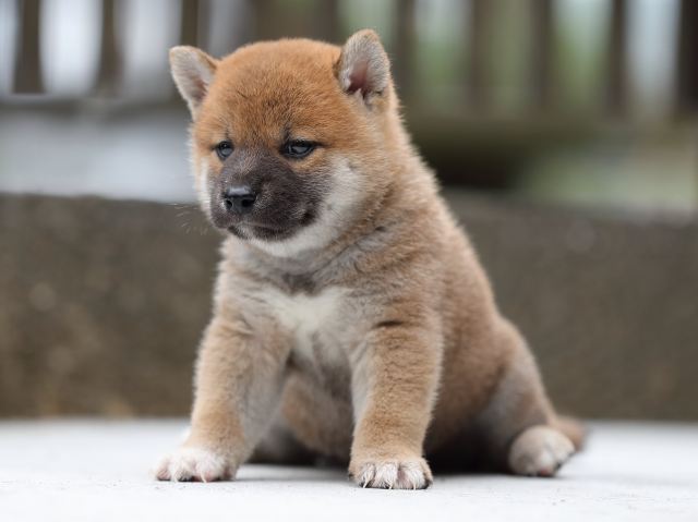 AI5I8617-puppy AI5I8617-puppy