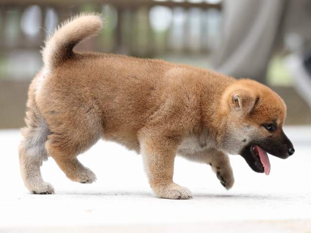 AI5I8656-puppy AI5I8656-puppy
