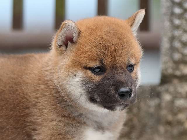 AI5I8719-puppy AI5I8719-puppy