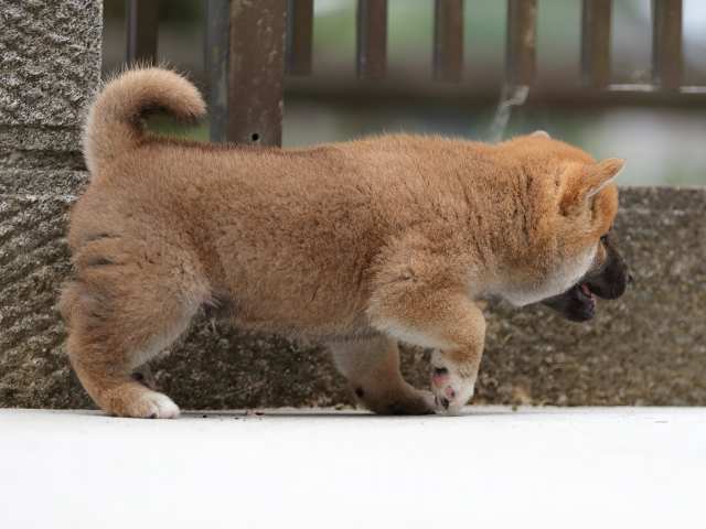 AI5I8750-puppy AI5I8750-puppy