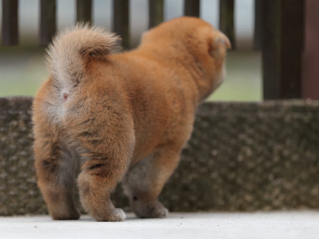 AI5I8760-puppy AI5I8760-puppy
