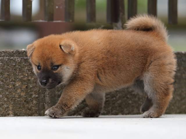 AI5I8770-puppy AI5I8770-puppy