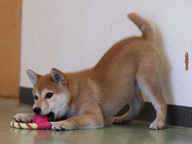 AI5I9989-puppy AI5I9989-puppy