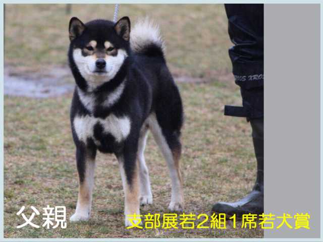 圭乃藤錦号 圭乃藤錦号